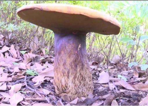 野生牛肝菌图片,野生牛肝菌的神秘魅力