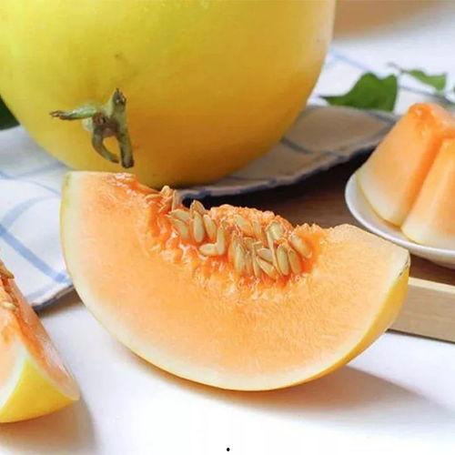 凤金蜜瓜今日行情,甜蜜价格波动，市场供需动态解析”