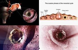 排卵过程视频,揭秘女性生殖周期的奥秘