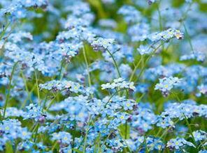勿忘我 日本电影,穿越时空的日本爱情记忆
