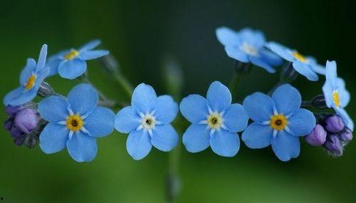 勿忘我 日本电影,穿越时空的日本爱情记忆