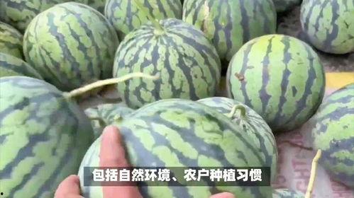日本西瓜价钱,品味甜蜜背后的经济密码