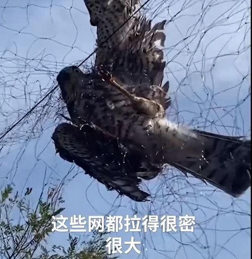 捕鸟视频,捕鸟视频背后的生态故事