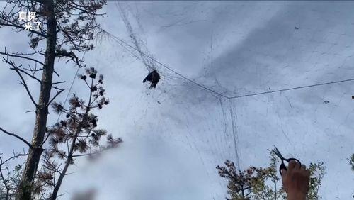 捕鸟视频,捕鸟视频背后的生态故事