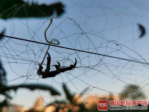 捕鸟视频,捕鸟视频背后的生态故事