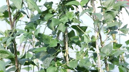 种豆角视频,从播种到收获的精彩瞬间