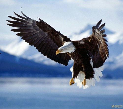 军用刀图片大全,揭秘军事利器之美