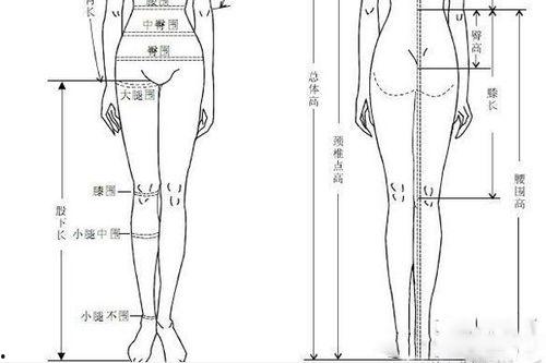 髋骨图片,从图片看人体骨骼之美
