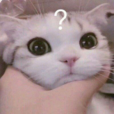 猫头图片大全,可爱猫头图片精选