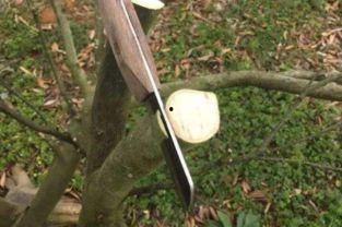 柿子嫁接方法演示视频,视频教程带你轻松掌握