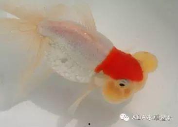 金鱼品种图片大全,千姿百态，尽收眼底