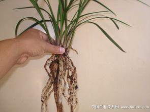 盆头发图片大全,解锁百变发型新潮流