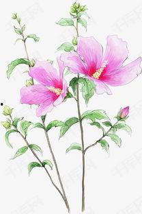 花图片手绘,手绘花之美