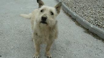 人狗交配视频,伦理争议与科学真相