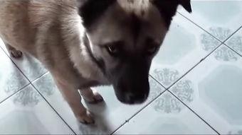 人狗交配视频,伦理争议与科学真相