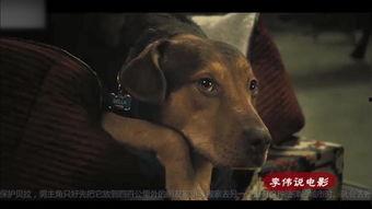 人狗交配视频,伦理争议与科学真相