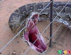 韩国的蟒蛇,神秘生物的生态探秘