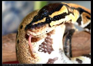 韩国的蟒蛇,神秘生物的生态探秘