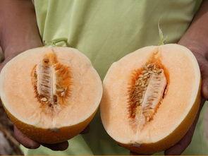 黑蜜瓜能不能蒸上吃