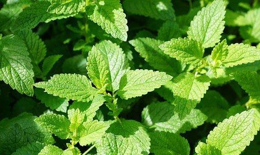 薄荷在线观看,在线观看，沉浸式体验清新魅力