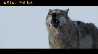 重返狼群2电影在线观看,再战荒野，传承狼性精神