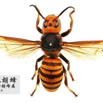 金环胡蜂图片,自然界中的“空中猎手”掠影
