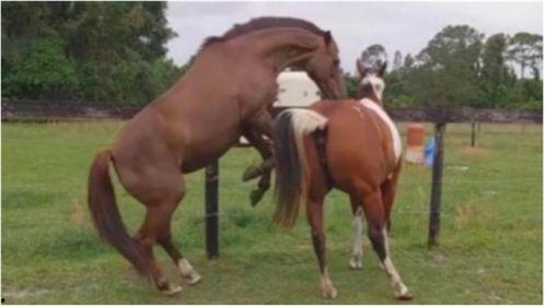 马和马交配视频